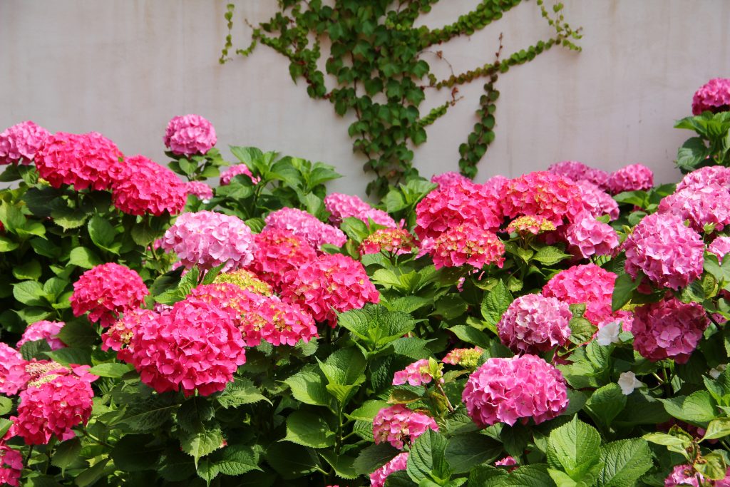 HYDRANGEA MACCROPHYLLA ‘TOVELIT’