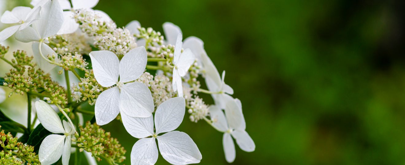 Hortensia