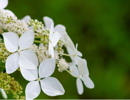 Hortensia