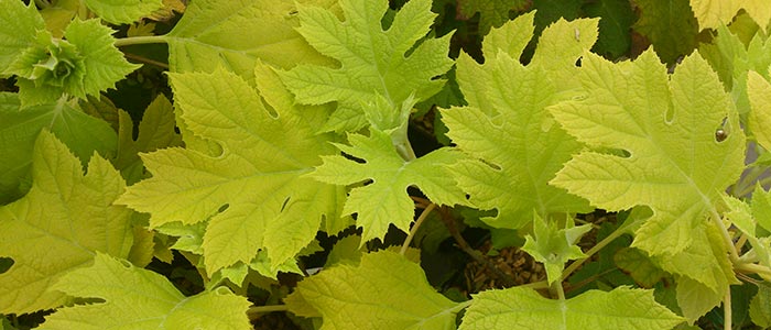 Hydrangea-quercifolia-'Little-Honey'