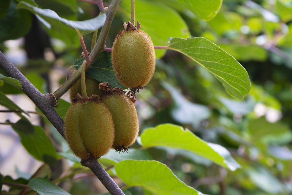 Kiwis sur une branche de kiwier