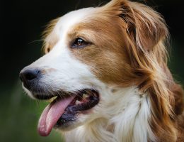 Kooikerhondje