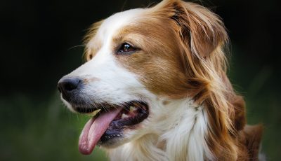 Kooikerhondje