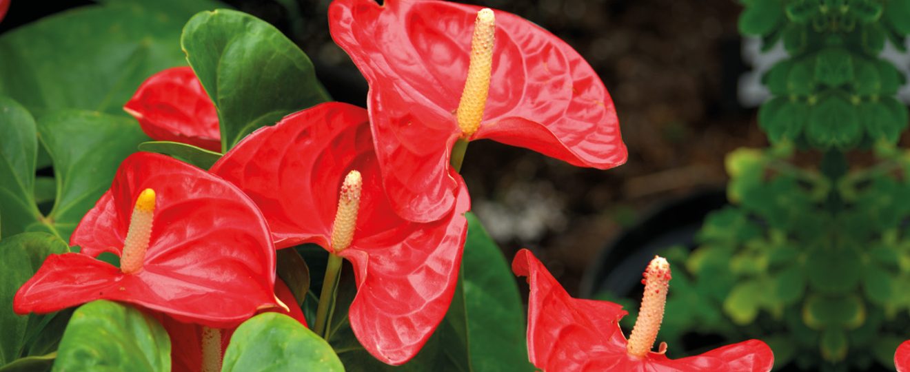 L'Anthurium