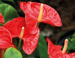 L'Anthurium