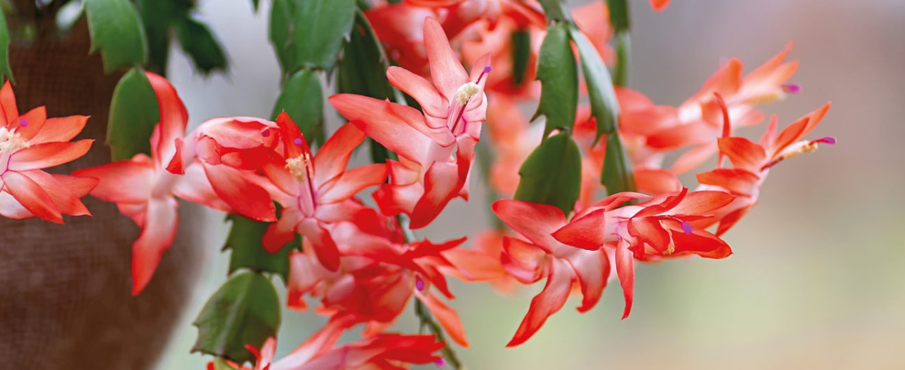 LE SCHLUMBERGERA