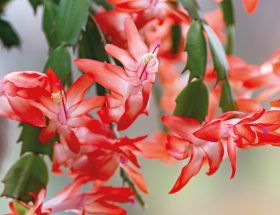 LE SCHLUMBERGERA