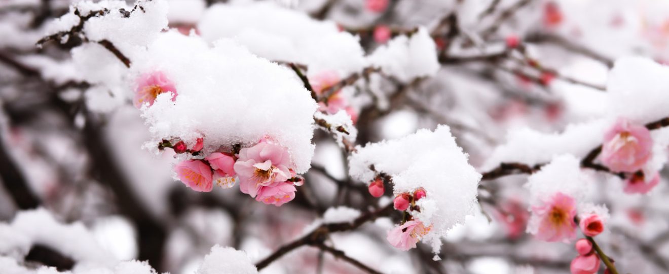 LES ARBRES ET ARBUSTES A FLORAISON HIVERNALE