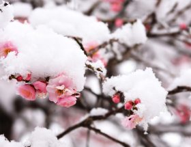 LES ARBRES ET ARBUSTES A FLORAISON HIVERNALE