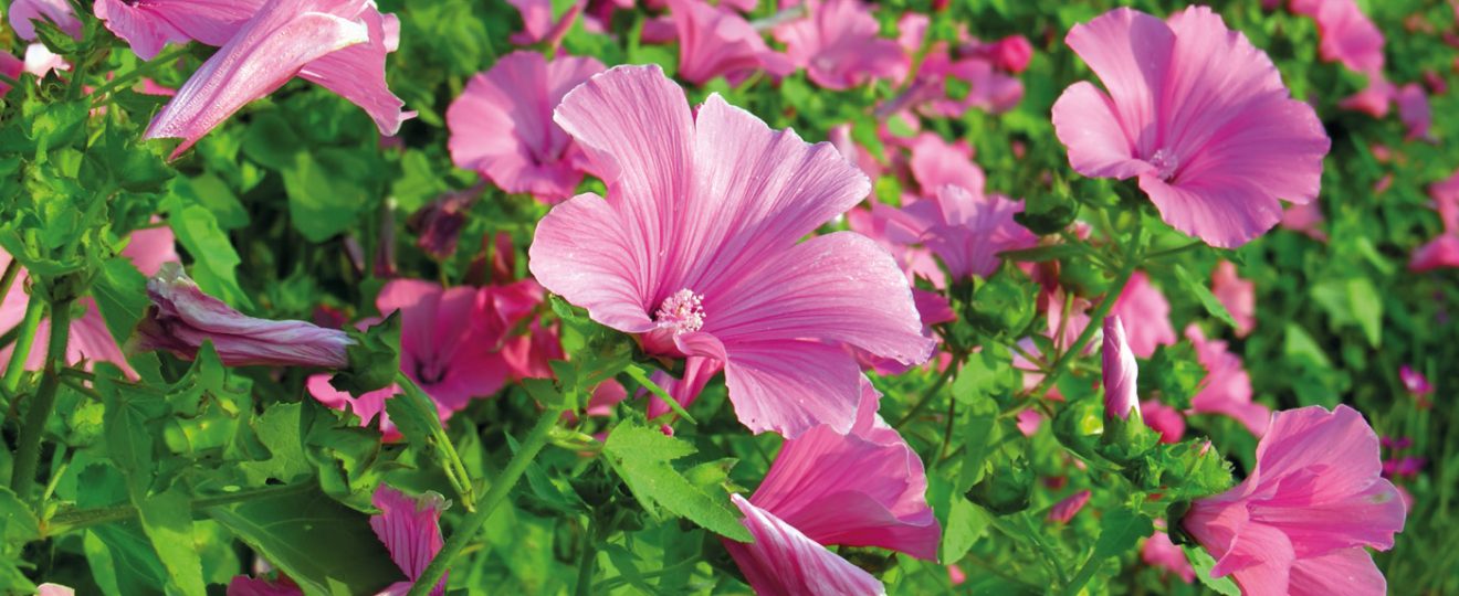 Lavatera; lavatere; fleurs