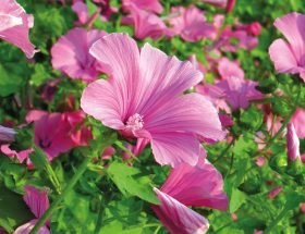 Lavatera; lavatere; fleurs