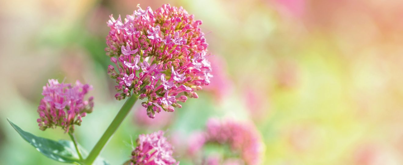 La Valériane des jardins