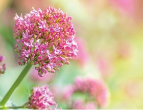 La Valériane des jardins