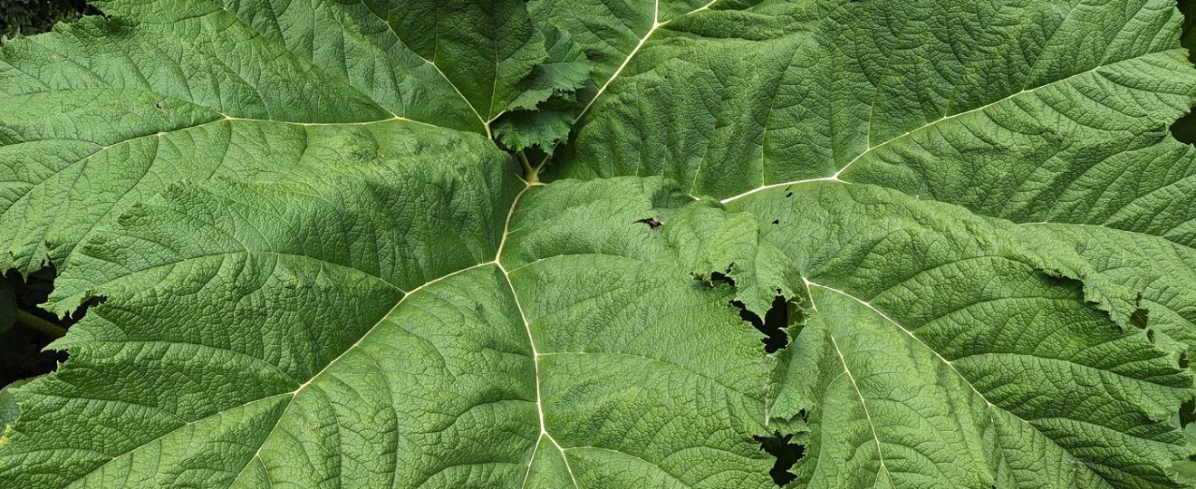 La gunnera manicata