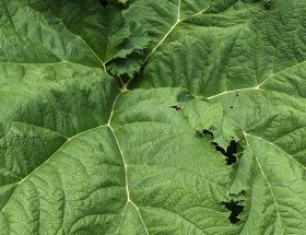 La gunnera manicata