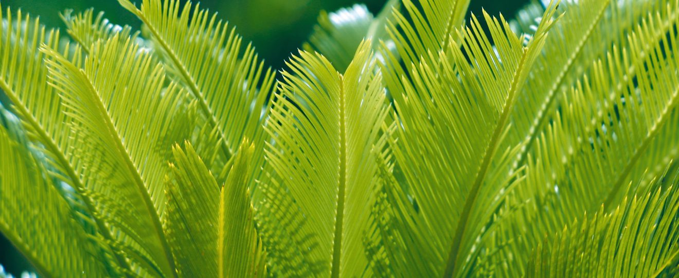 Le Cycas