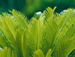 Le Cycas