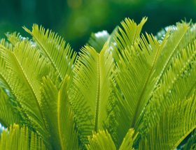 Le Cycas