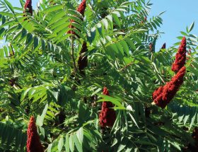 Le Sumac de Virginie