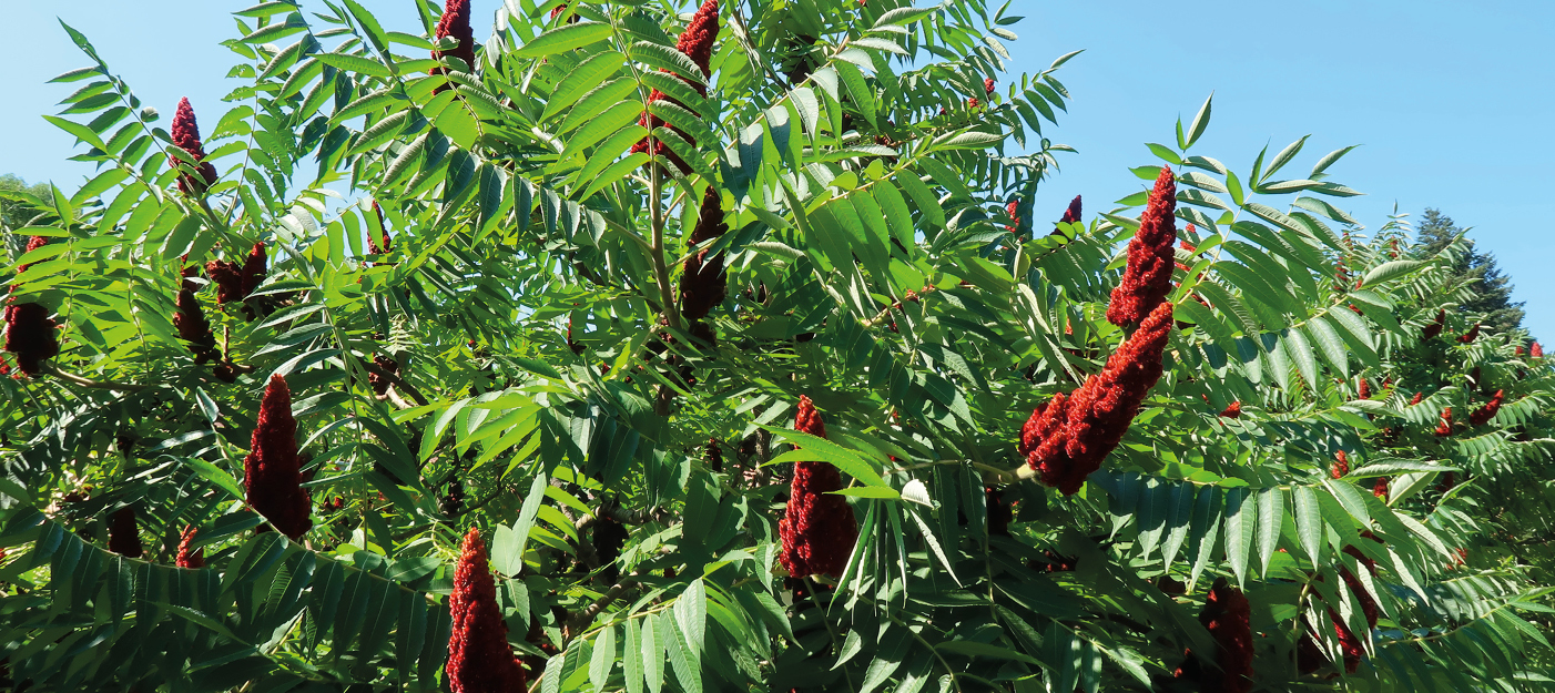 LE SUMAC DE VIRGINIE OU RHUS TYPHINA