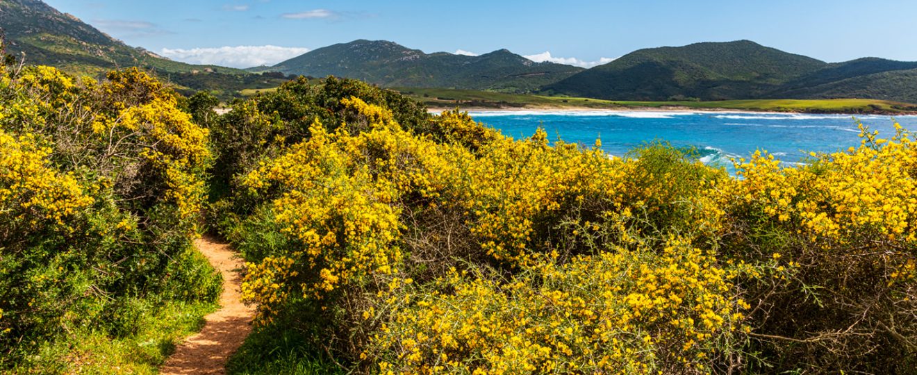 Le genet des Canaries