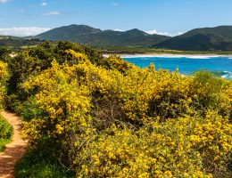 Le genet des Canaries