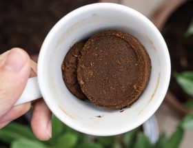 Le marc de café au jardin et à la maison