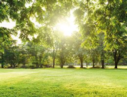 Le soleil au jardin en 10 questions