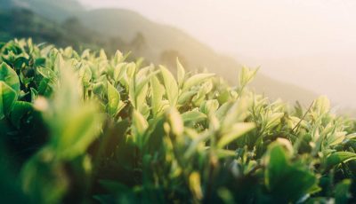 Plantation-de-thé-vert