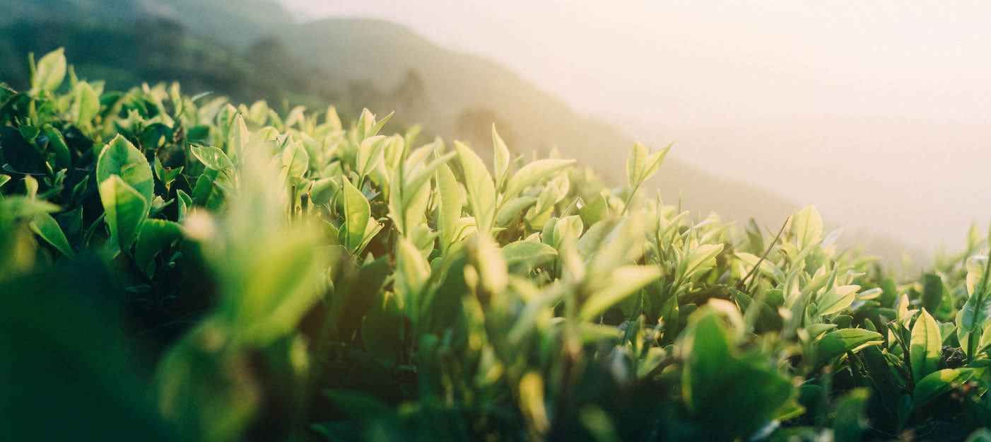 Plantation-de-thé-vert