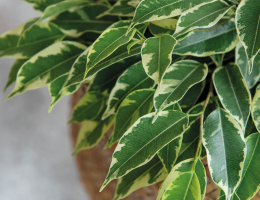 Ficus dans un panier