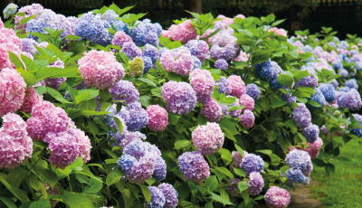 Hortensias