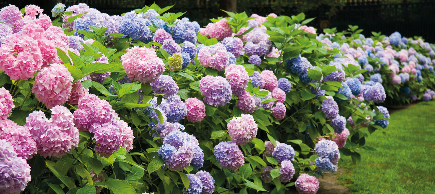 Hortensias
