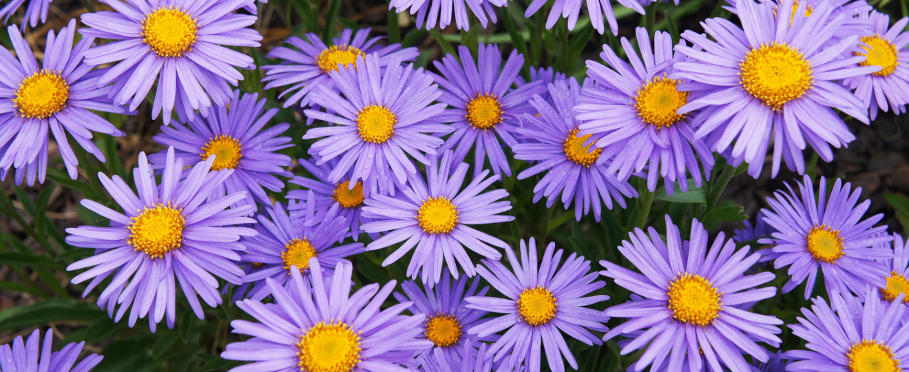 Les asters vivaces