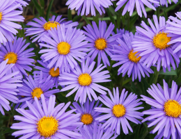 Les asters vivaces