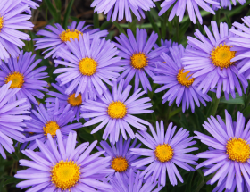 Les asters vivaces