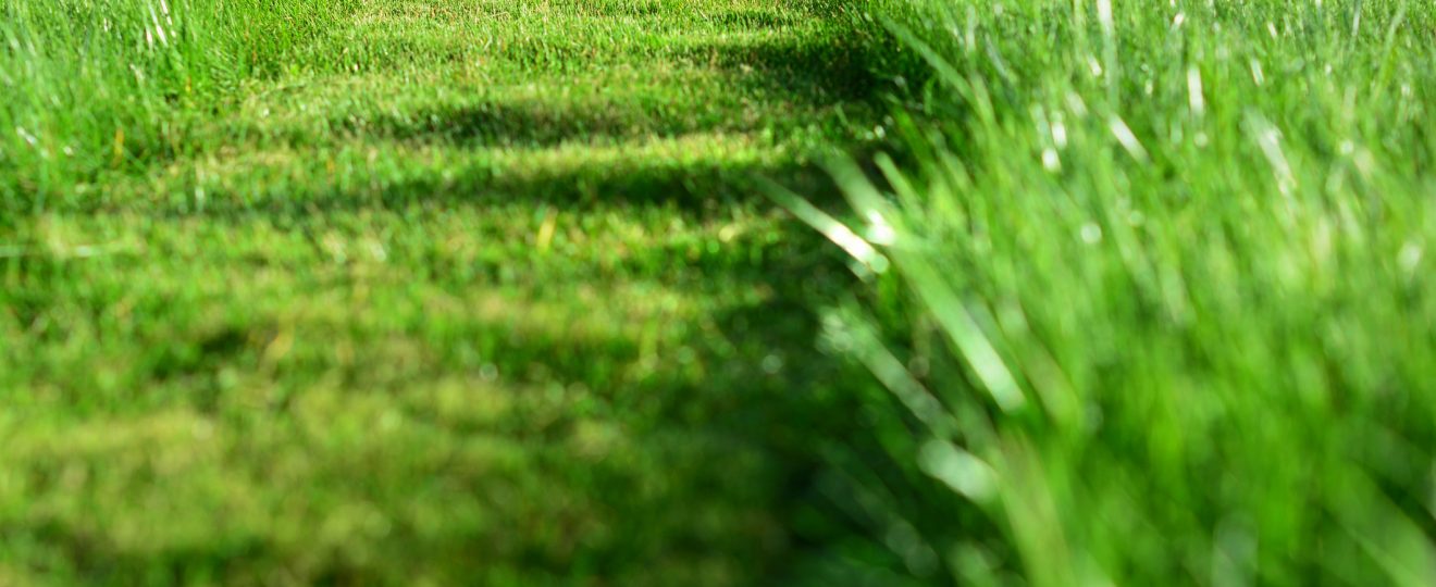 Tondre la pelouse. Une perspective d’herbe verte coupe bande