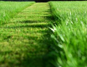 Tondre la pelouse. Une perspective d’herbe verte coupe bande