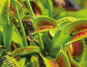 Les différentes variétés de plantes carnivores-GettyImages-1403482787