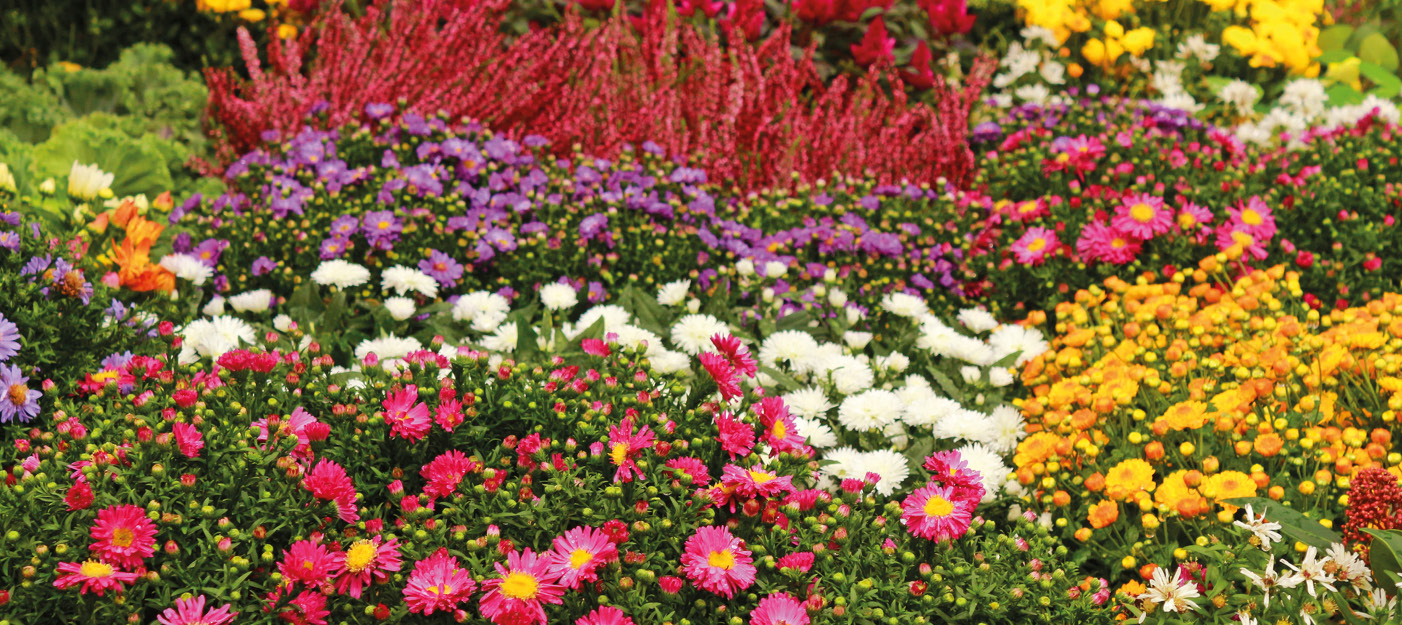Fleur Color LES FLEURS D’AUTOMNE POUR COLORER LE JARDIN