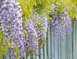 Glycines-dans-un-jardin