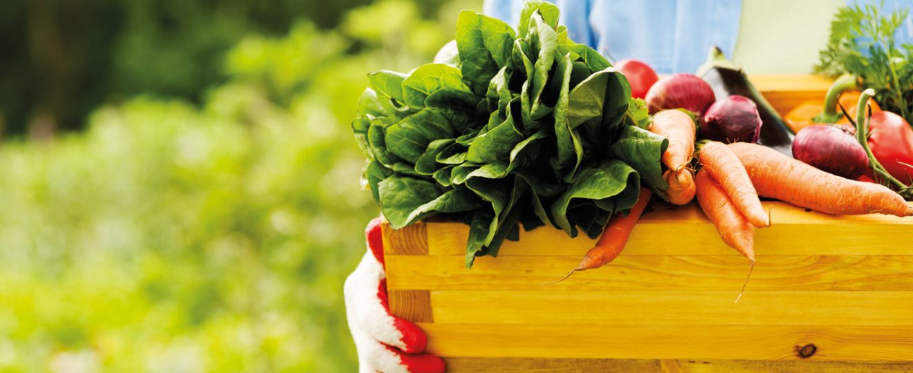 Les légumes du jardinier débutant