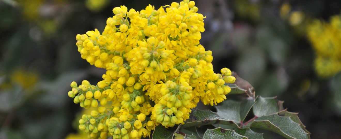 Les mahonias