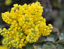 Les mahonias