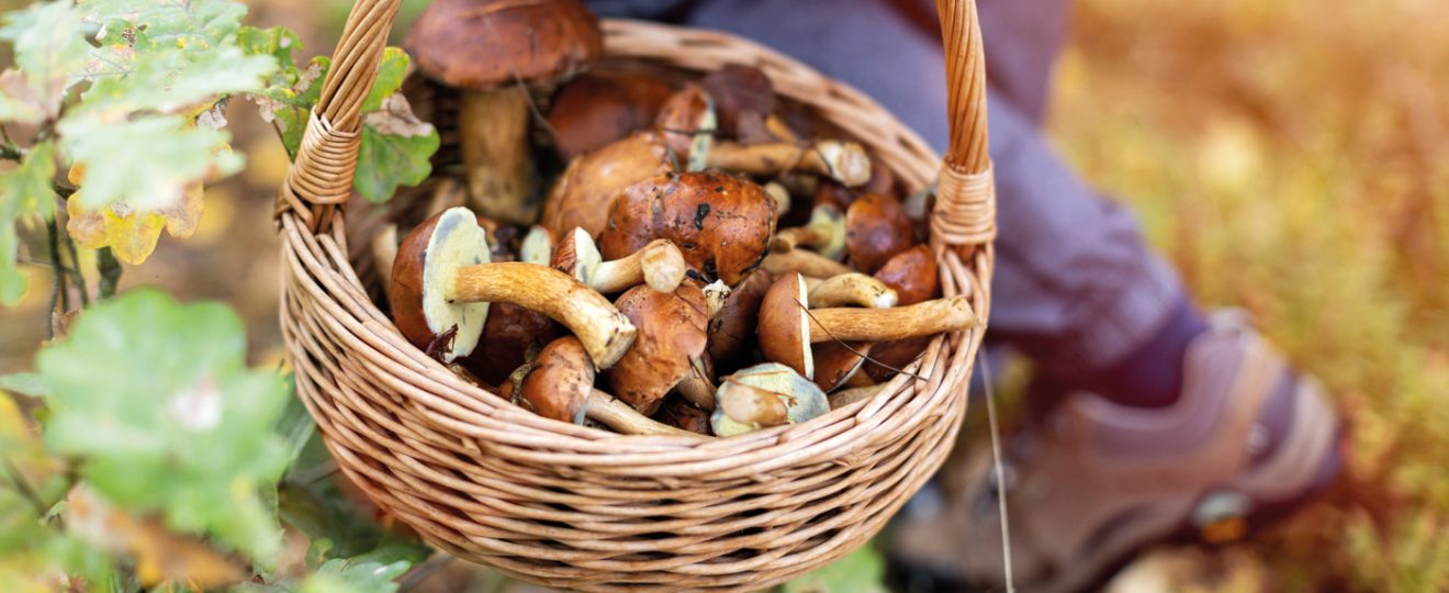 Les meilleurs champignons