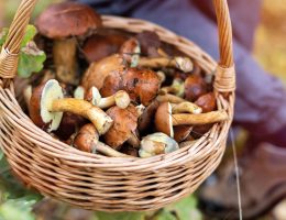 Les meilleurs champignons