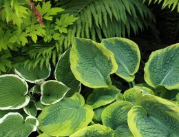 Les-plus-belles-plantes-vivaces-à-gros-feuillage