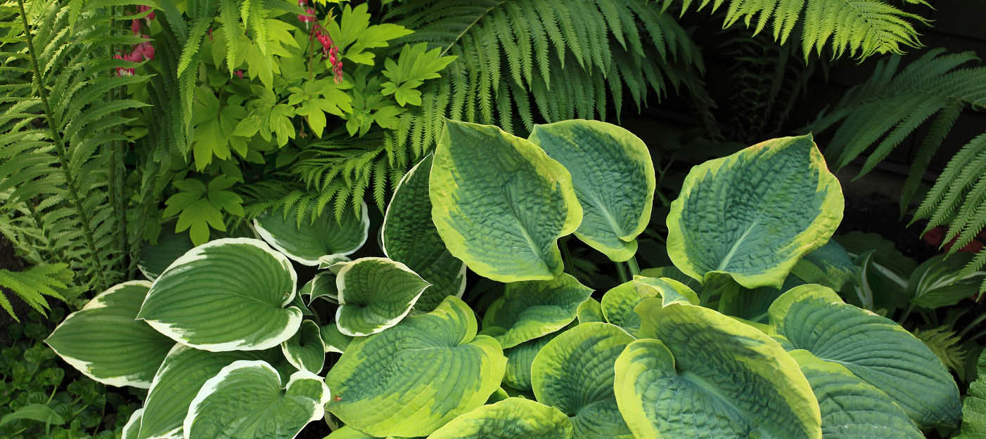 briar plant Euphorbia 'Briar Patch' – DesertScapeSucculent