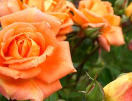 Les rosiers