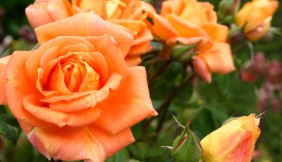 Les rosiers